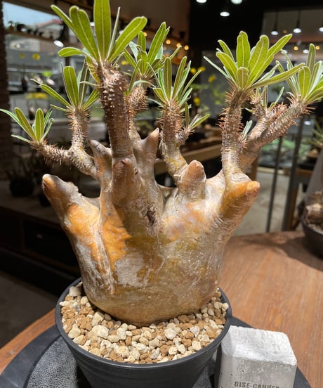 パキポディウム グラキリス　Pachypodium gracilius 　発根済　(gk-262)