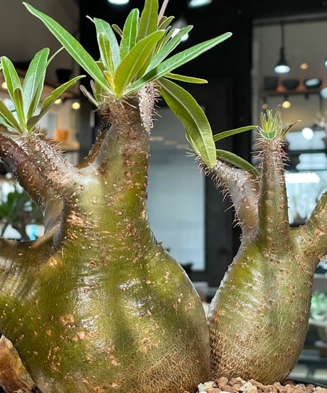 パキポディウム グラキリス　2頭　Pachypodium gracilius 　発根済　(gk-550)
