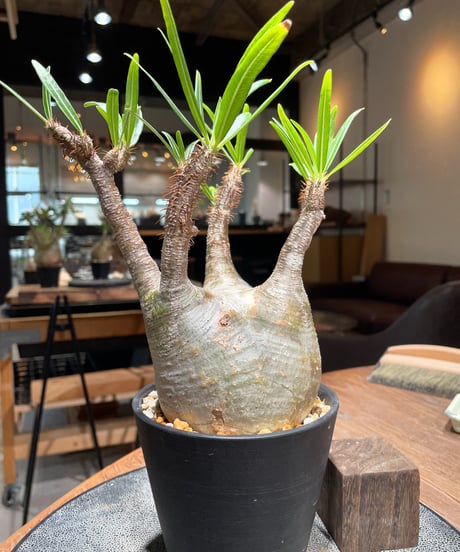 パキポディウム グラキリス　Pachypodium gracilius 　発根済　(gk-394)