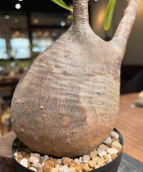 パキポディウム グラキリス　Pachypodium gracilius 　発根済　(gk-386)