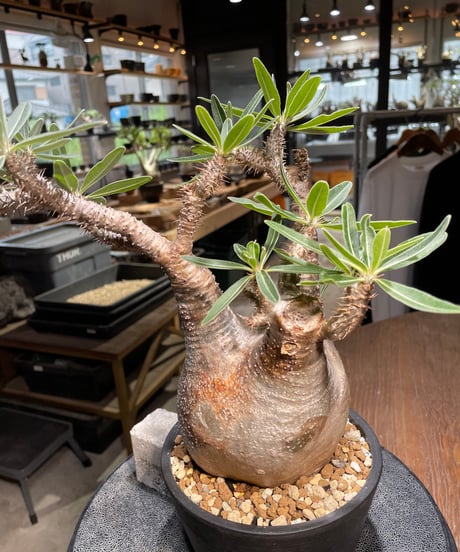パキポディウム グラキリス　Pachypodium gracilius 　発根済　(gk-520）