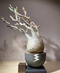 パキポディウム グラキリス　Pachypodium gracilius 　発根済　(商品番号gk-104valiem)VALIEM  (VALIEMタグ付き)