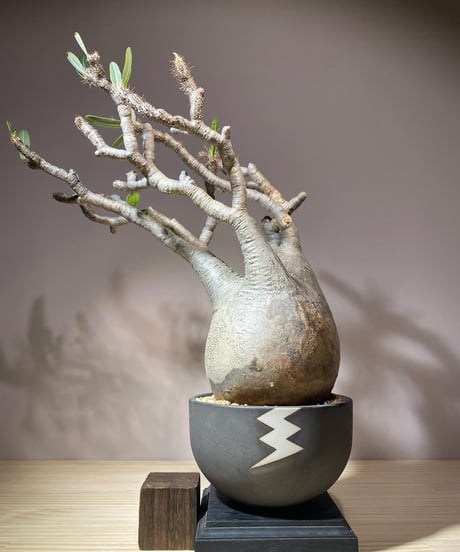 CATEGORY VALIEM鉢植込み | RISE-CAUDEX ONLINE STORE CATEGORY VALIEM鉢植込み | RISE-CAUDEX ONLINE STORE