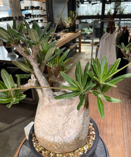 パキポディウム グラキリス　Pachypodium gracilius 　発根済　(gk-563)