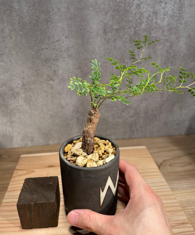 オペルクリカリア パキプス／Operculicarya pachypus 根差し 発根済 (商