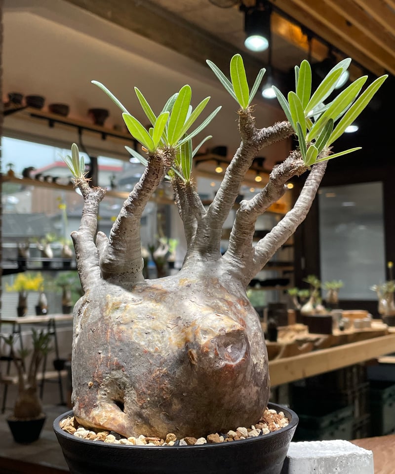 パキポディウム グラキリス Pachypodium gracilius 発根済 (gk-45