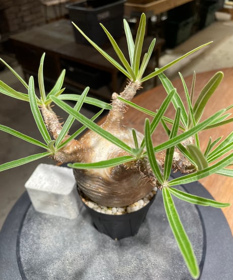 パキポディウム グラキリス　Pachypodium gracilius 　発根済　(gk-450）