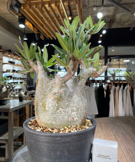 パキポディウム グラキリス　Pachypodium gracilius 　発根済　(gk-563)