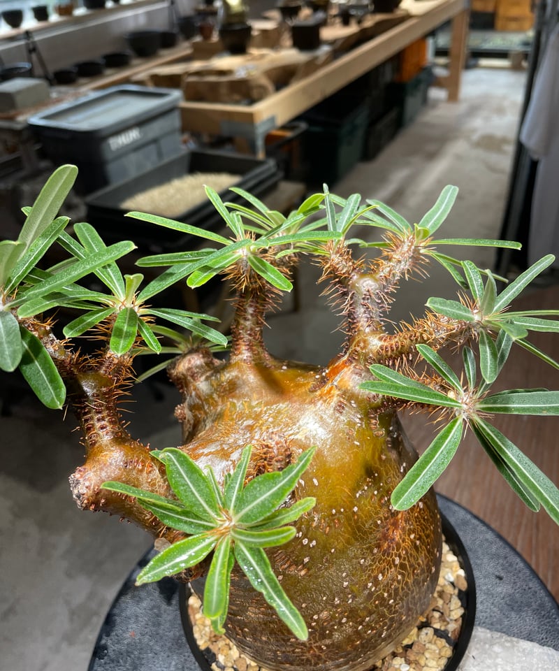 パキポディウム・グラキリス　発根済み　鉢込み パキポディウム グラキリス 2頭 Pachypodium gracilius 発根済 (商品