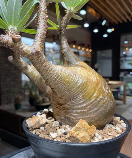 パキポディウム グラキリス　Pachypodium gracilius 　発根済　(gk-470)