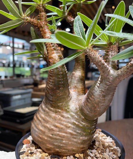 パキポディウム グラキリス　Pachypodium gracilius 　発根済　(gk-436)