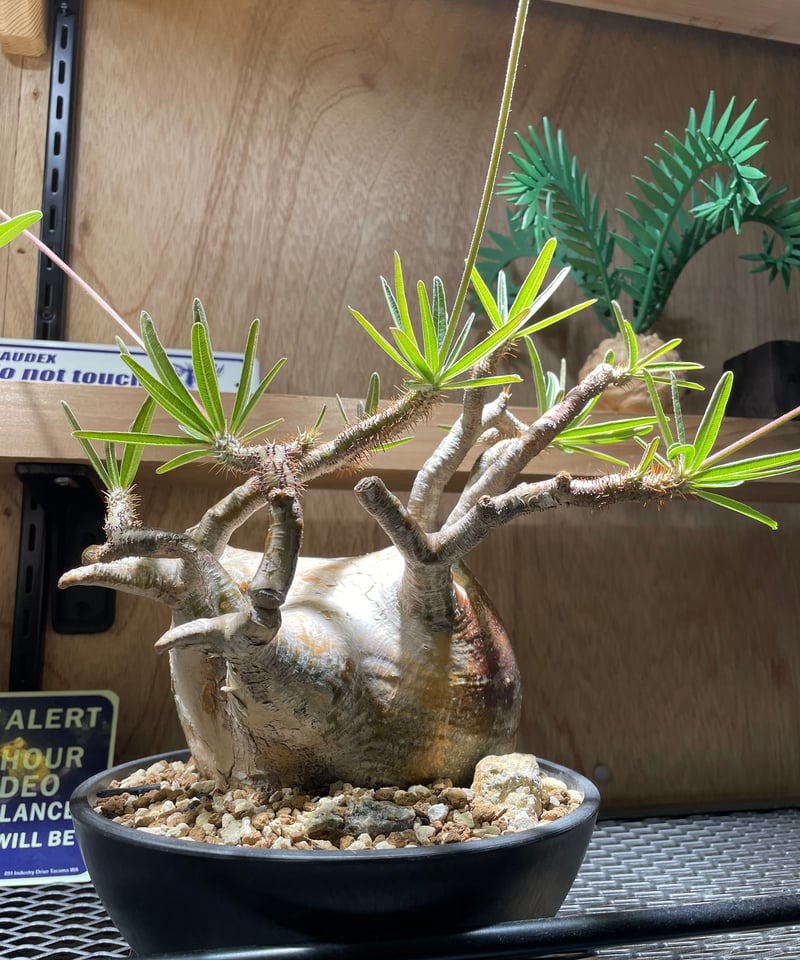 パキポディウム グラキリス Pachypodium gracilius 発根済 (gk-34