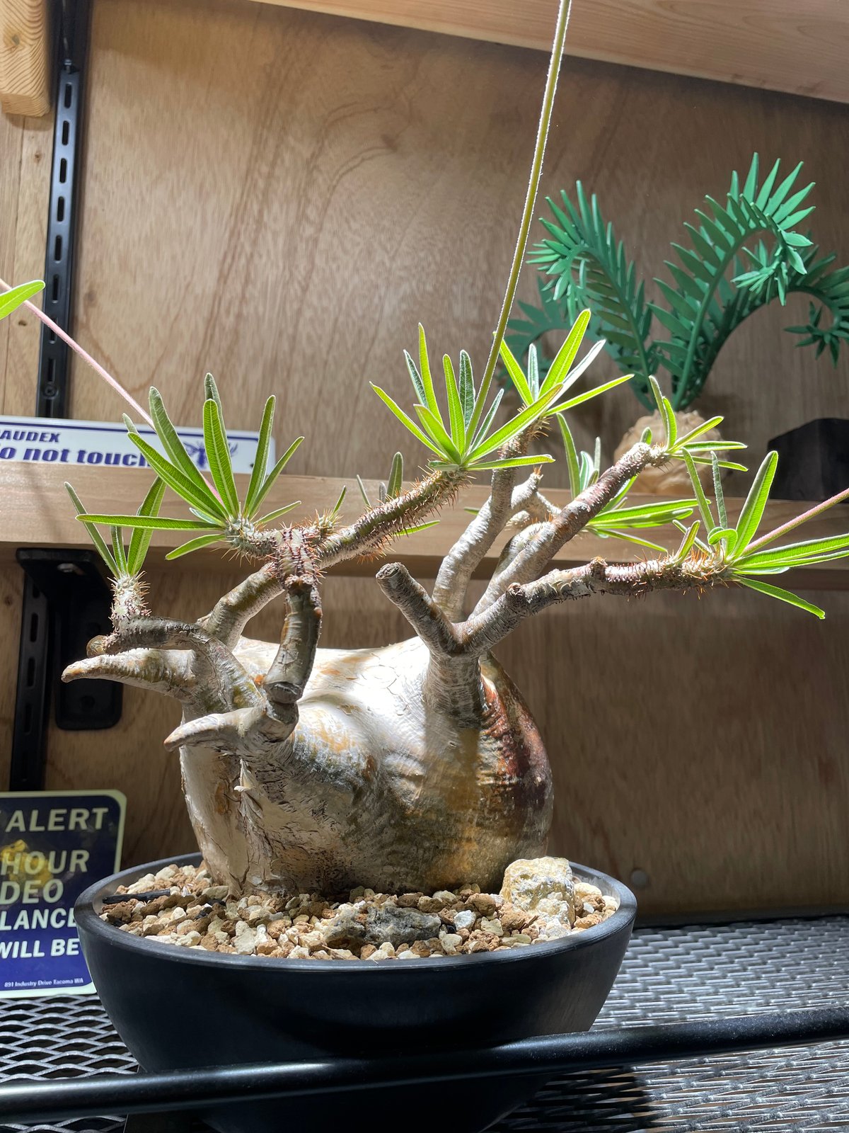 パキポディウム グラキリス Pachypodium gracilius ④ Pachypodium gracilius(パキポディウム グラキリス)× QUTOTEN