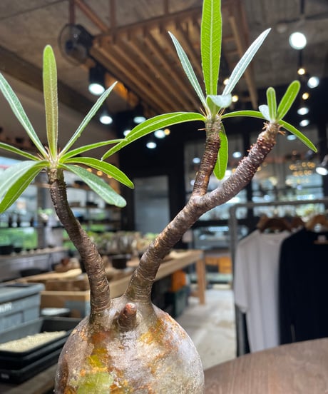 パキポディウム グラキリス　Pachypodium gracilius 　発根済　(gk-522）