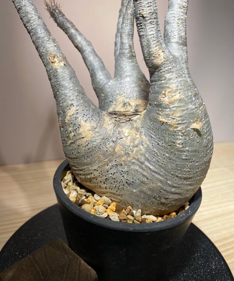 パキポディウム グラキリス　Pachypodium gracilius 　発根済　(商品番号gk-108)