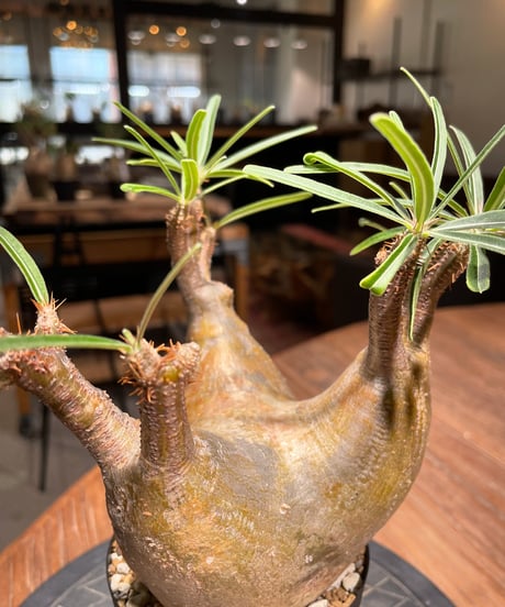 パキポディウム グラキリス　Pachypodium gracilius 　発根済　(gk-404)