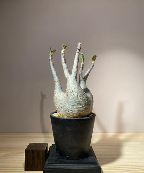 パキポディウム グラキリス　Pachypodium gracilius 　発根済　(商品番号gk-108)