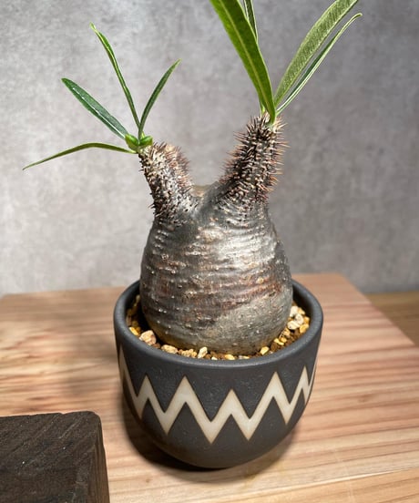 パキポディウム グラキリス　Pachypodium gracilius 　発根済　(商品番号gk-29valiem)  VALIEM 　BOWL　sizeS　(VALIEM巾着、タグ付き)
