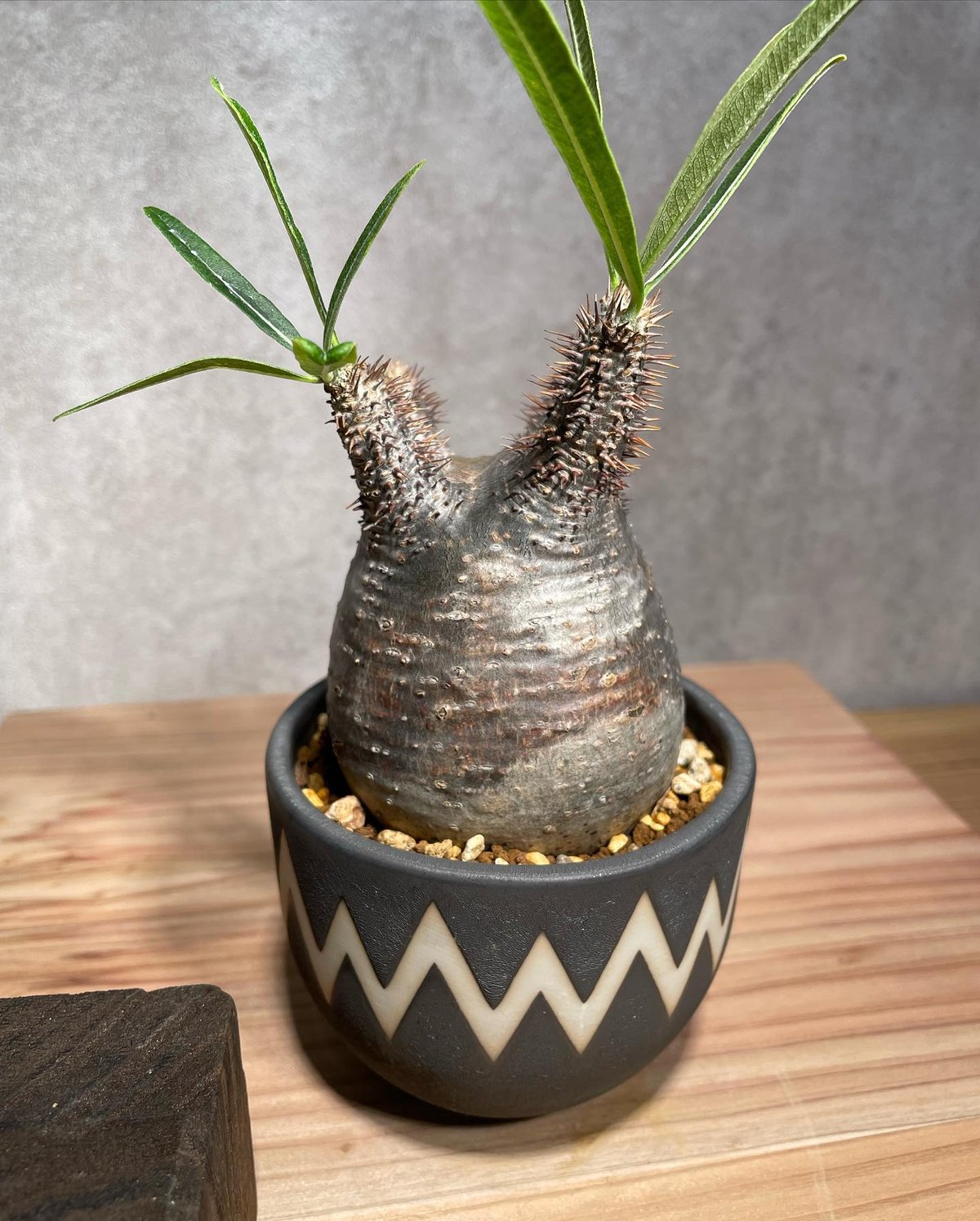 VALIEM鉢植え】 グラキリス 発根済み GOOD BOTANICAL REPORT ⑤ VALIEM鉢植え】 グラキリス 発根済み GOOD BOTANICAL REPORT ⑤