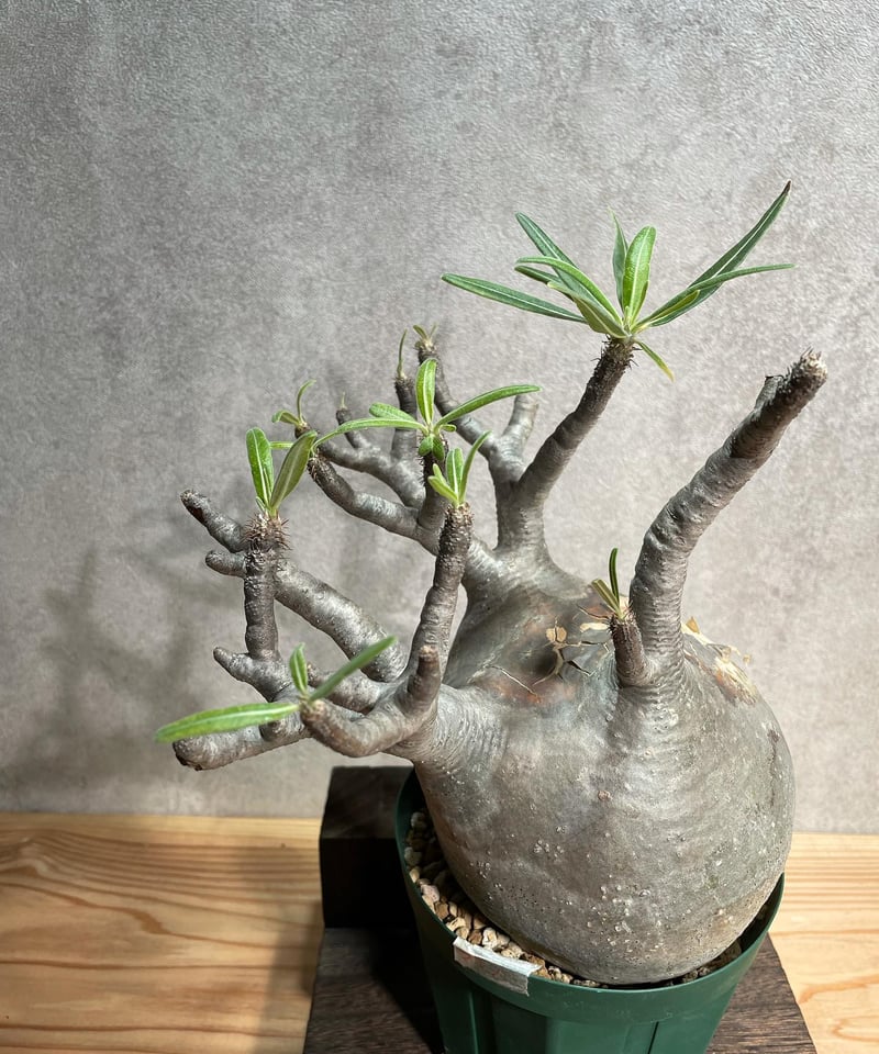 パキポディウム グラキリス Pachypodium gracilius 発根済(塊根幅13c