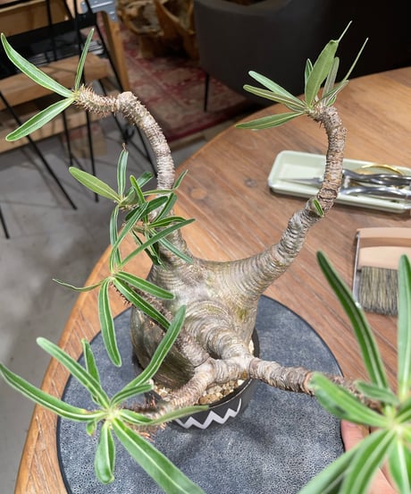 パキポディウム グラキリス　Pachypodium gracilius 　発根済　(gk-412valiem) ACT4 GLUTTONY Mサイズ