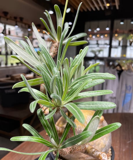 パキポディウム グラキリス　Pachypodium gracilius 　発根済　(gk-444）dip鉢