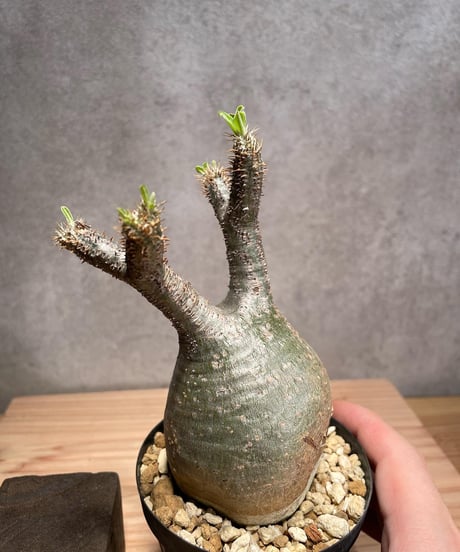 パキポディウム グラキリス　Pachypodium gracilius 　発根済　(商品番号gk-47)