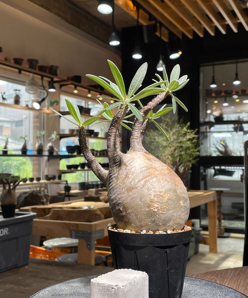 パキポディウム グラキリス Pachypodium gracilius 発根済 (gk-52