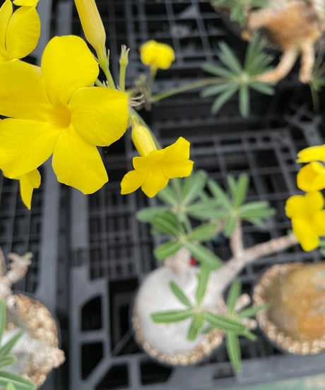 パキポディウム グラキリス　Pachypodium gracilius 　発根済　(gk-374)