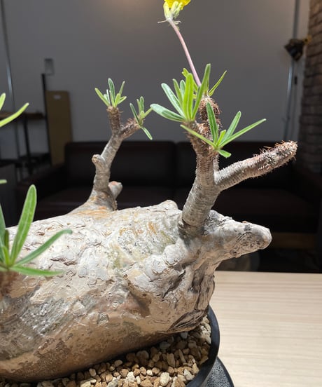 パキポディウム グラキリス　Pachypodium gracilius 　発根済　(gk-201)