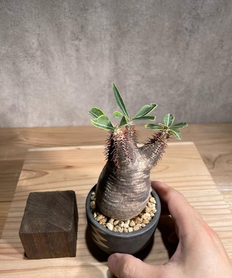 パキポディウム グラキリス　Pachypodium gracilius 　発根済　(商品番号gk-99valiem)  VALIEM 　(VALIEMタグ付き)