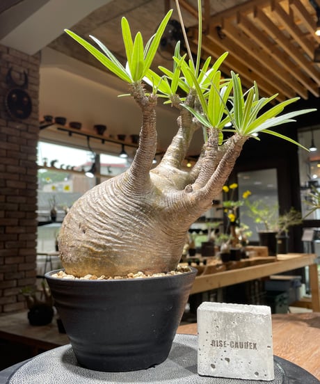 パキポディウム グラキリス　Pachypodium gracilius 　発根済　(gk-459)