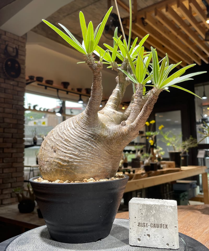パキポディウム グラキリス Pachypodium gracilius 発根済 (gk-45