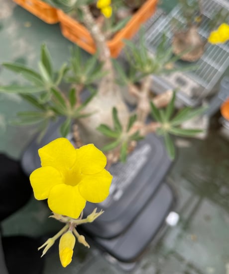 パキポディウム グラキリス　Pachypodium gracilius 　発根済　(gk-429)