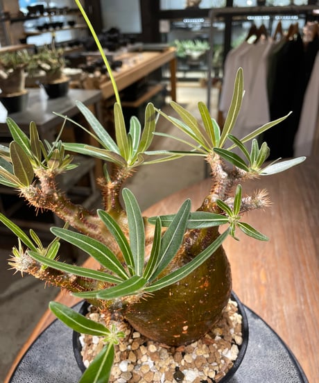 パキポディウム グラキリス　Pachypodium gracilius 　発根済　(gk-567)