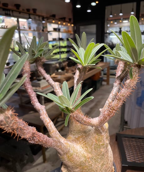 パキポディウム グラキリス　Pachypodium gracilius 　発根済　(gk-506）