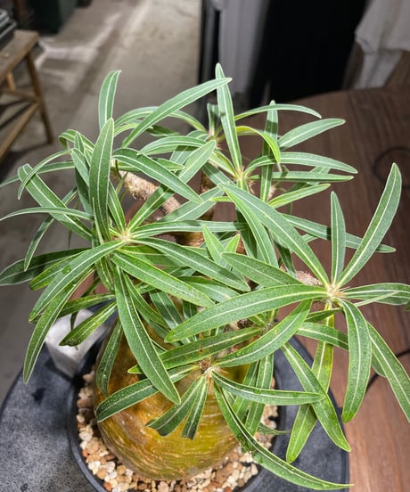 パキポディウム グラキリス　Pachypodium gracilius 　発根済　(gk-281)