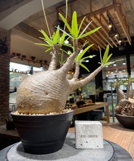 パキポディウム グラキリス　Pachypodium gracilius 　発根済　(gk-459)