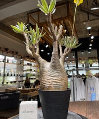 パキポディウム グラキリス　Pachypodium gracilius 　発根済　(gk-438）