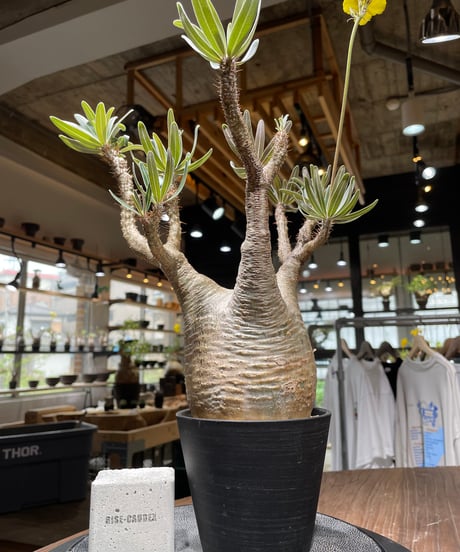 CATEGORY Pachypodium gracilius(パキポディウム グラキリス) |