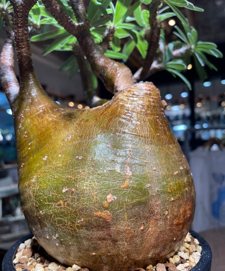 パキポディウム グラキリス　Pachypodium gracilius 　発根済　(gk-517）