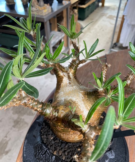 パキポディウム グラキリス　Pachypodium gracilius 　発根済　(gk-546)（鉢：RAVOR　M）