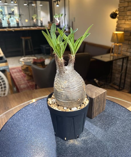 パキポディウム グラキリス　Pachypodium gracilius 　発根済　(塊根幅約6ｃｍ)　(商品番号gk-191)