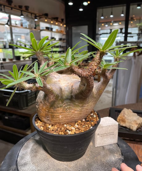 パキポディウム グラキリス　Pachypodium gracilius 　発根済　(gk-494）