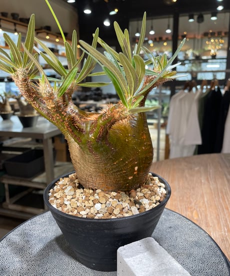 パキポディウム グラキリス　Pachypodium gracilius 　発根済　(gk-567)