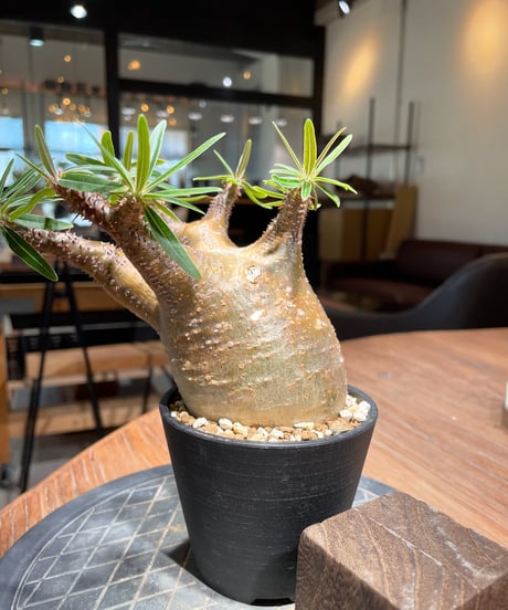 パキポディウム グラキリス　Pachypodium gracilius 　発根済　(gk-402)