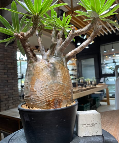 パキポディウム グラキリス　Pachypodium gracilius 　発根済　(gk-478)