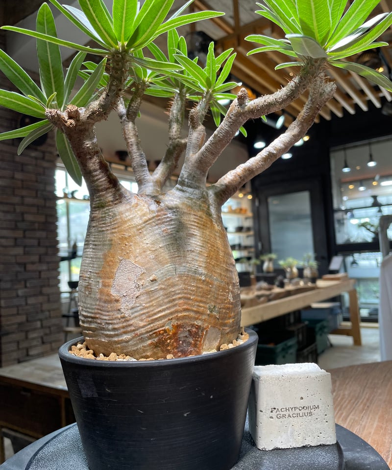 パキポディウム グラキリス Pachypodium gracilius 発根済 (gk-47