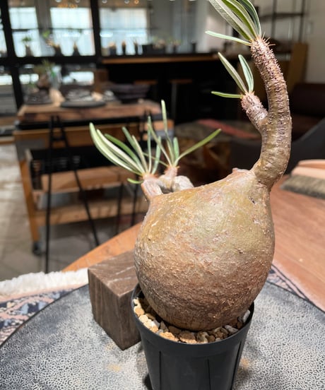 パキポディウム グラキリス　Pachypodium gracilius 　発根済　(gk-397)