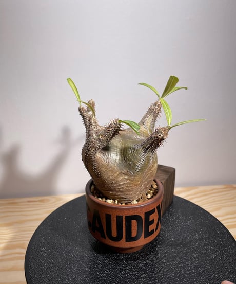 パキポディウム グラキリス　Pachypodium gracilius 　発根済　(商品番号gk-132valiem)VALIEM  (VALIEMタグ、巾着袋付き)